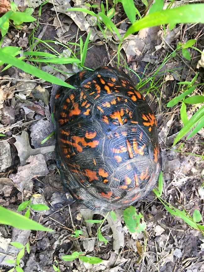 boxturtle  Common box turtle,Geotagged,Terrapene carolina,United States