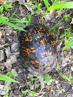 boxturtle  Common box turtle,Geotagged,Terrapene carolina,United States