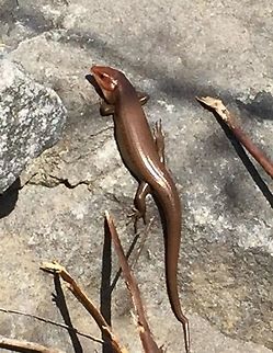 Skink Found this beauty sunning on a rock during a hike.   Copper-tailed ctenotus,Ctenotus taeniolatus,Geotagged,Plestiodon laticeps,United States,broad-headed skink
