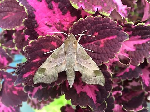 Virginia Creeper Sphinx Moth  Darapsa myron,Erinnyis obscura,Geotagged,Obscure sphinx,United States,Virginia creeper sphinx moth