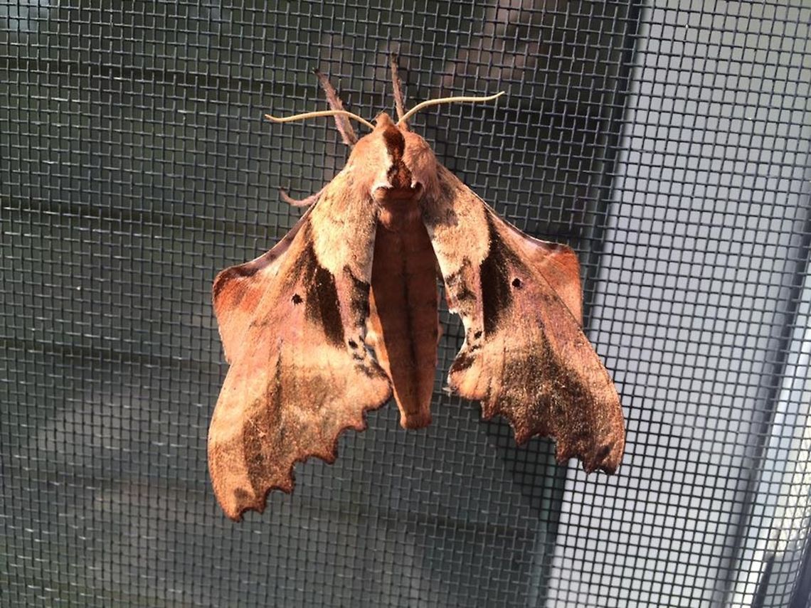 Paonias excaecata Blinded Sphinx Moth Blinded Sphinx Moth,Geotagged,Paonias excaecata,Paonias excaecatus,United States