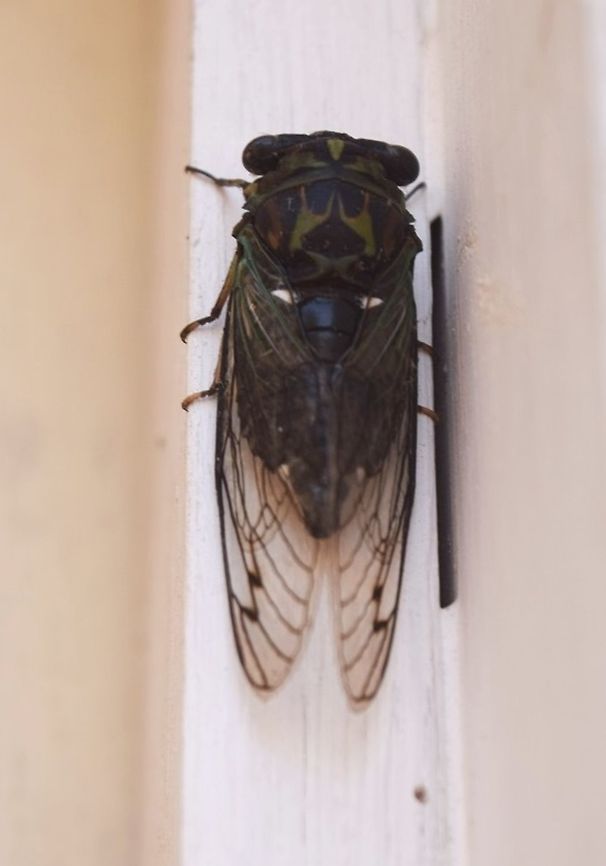 Dog-day cicada  Acanthacris ruficornis,Cicada killer,Dogday harvestfly,Garden locust,Geotagged,Golden black cicada,Huechys fusca,Sphecius speciosus,Summer,Tibicen canicularis,United States