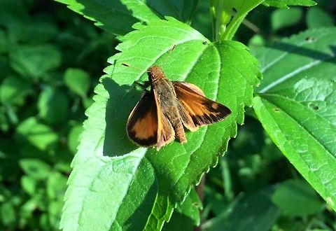 Poanes hobomok  Geotagged,Hobomok skipper,Poanes hobomok,United States