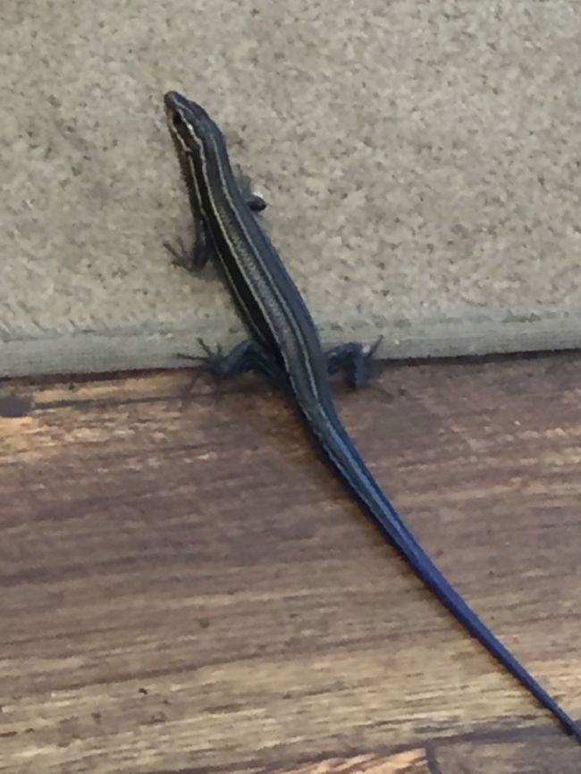 Blue tail skink Sorry about the photo quality. These little guys move fast, and dont sit still for long.  Hard to get a good picture.   Geotagged,Spring,United States