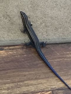 Blue tail skink Sorry about the photo quality. These little guys move fast, and dont sit still for long.  Hard to get a good picture.   Geotagged,Spring,United States