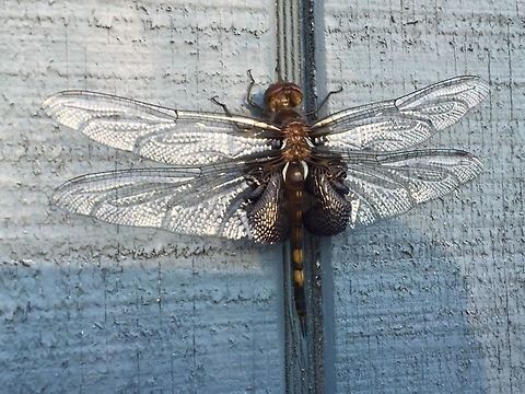 Possible  Libellulidae type.  Black saddlebags,Geotagged,Tramea lacerata,United States