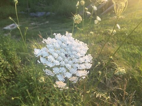 Queen Anne's lace  Daucus carota,Geotagged,Summer,United States,Wild carrot