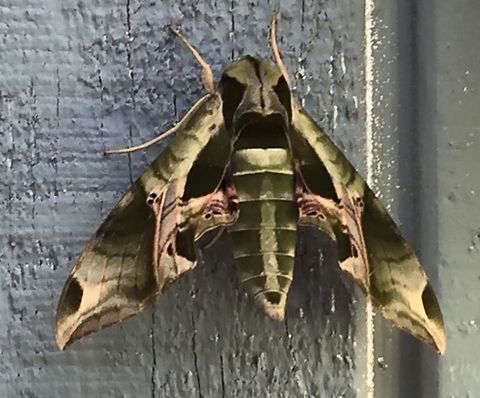 Eumorpha pandorus.  Only the second one Ive ever seen.  Eumorpha pandorus,Geotagged,Pandora sphinx,United States