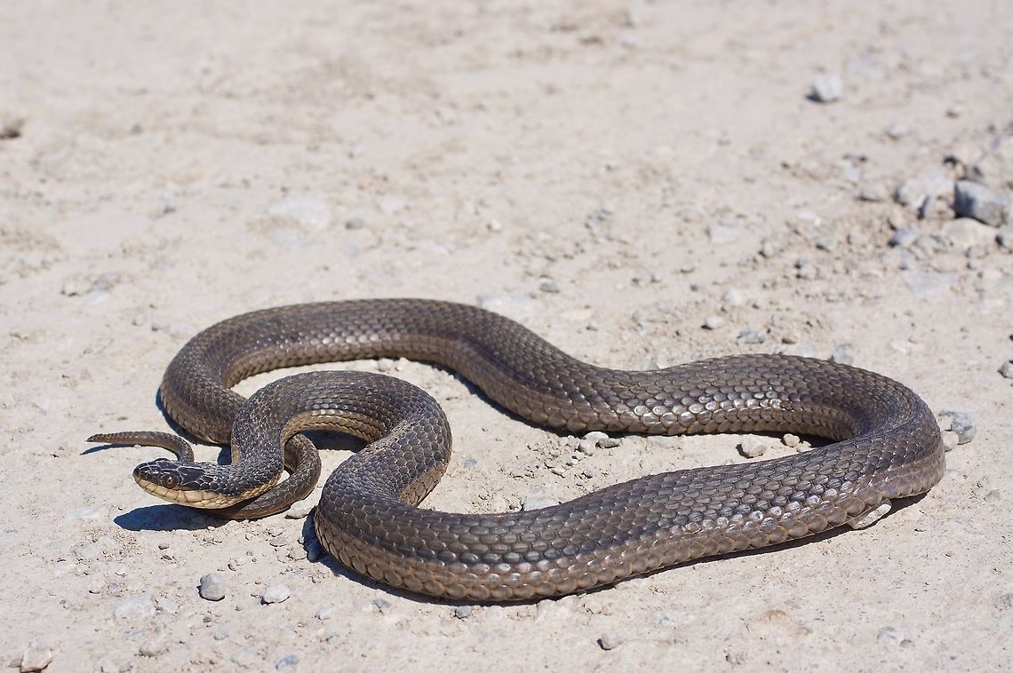 A Graham's Crayfish Snake (Regina grahamii) on a dirt road These snakes spend much of their time in the water, but I lucked across this one on a dirt road very close to a large pond. Geotagged,Regina grahamii,Spring,United States