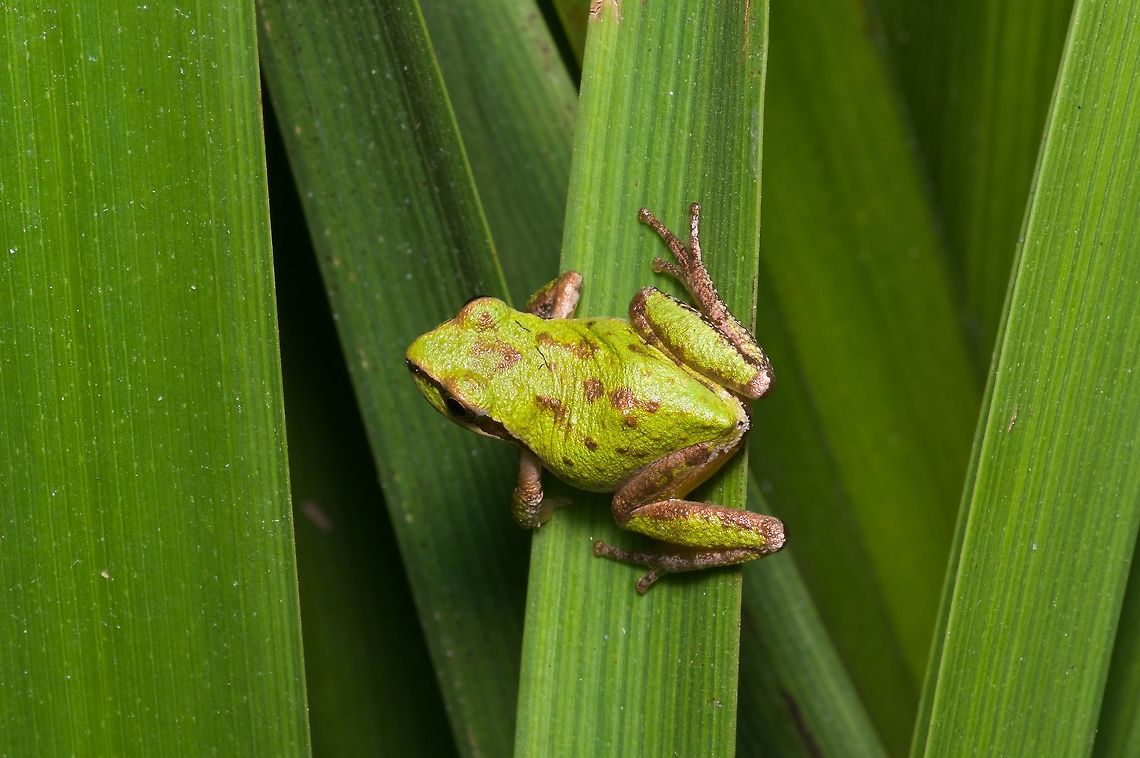 A Sierran Chorus Frog (Pseudacris sierra) ready to jump These frogs were formerly considered part of Pseudacris regilla but were distinguished by molecular means. Geotagged,Pseudacris sierra,Sierran chorus frog,Summer,United States