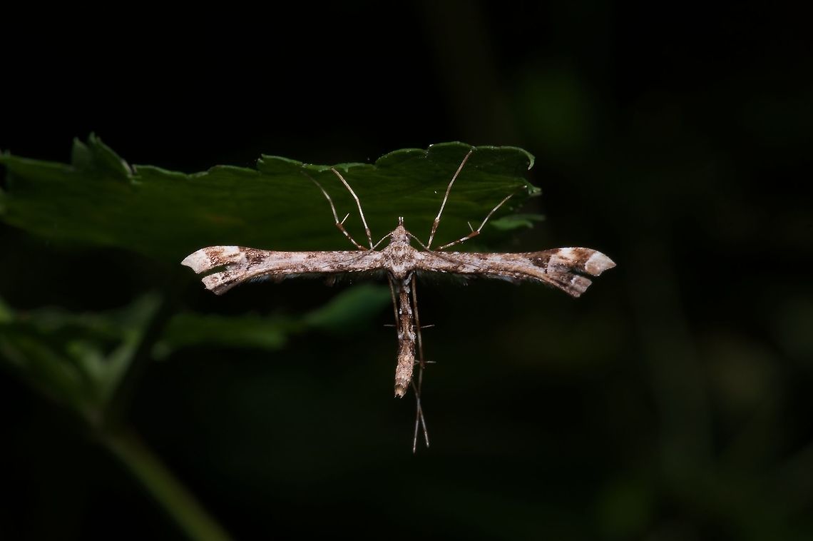 An Artichoke Plume Moth (Platyptilia carduidactyla), not on an artichoke  Artichoke plume moth,Geotagged,Platyptilia carduidactyla,Summer,United States