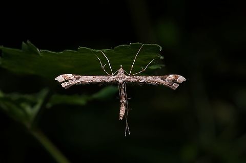 An Artichoke Plume Moth (Platyptilia carduidactyla), not on an artichoke Artichoke plume moth,Geotagged,Platyptilia carduidactyla,Summer,United States