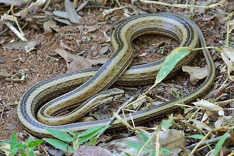 A Common Big-eyed Snake (Mimophis occultus) coiled on the forest floor These snakes were relatively common in the dry forest at Anjajavy. Mostly we saw youngsters, but this is an adult digesting a recent meal. Common Big-eyed Snake,Fall,Geotagged,Madagascar,Mimophis occultus