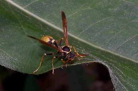 A Western Paper Wasp (Mischocyttarus flavitarsis) thinking about attacking me Fortunately, it decided not to. But it was definitely thinking about it. Geotagged,Mischocyttarus flavitarsis,Summer,United States