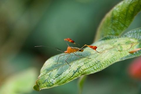 A beautiful Flag-footed Bug (Anisoscelis alipes) showing off its ridiculous leggings  Anisoscelis alipes,Costa Rica,Flag-footed Bug,Geotagged,Summer