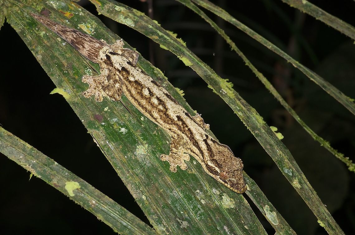 A Southern Turnip-tailed Gecko (Thecadactylus solimoensis) resting in the forest Each time I&#039;ve been to Peruvian Amazonia, I&#039;ve seen these geckos on the walls of manmade structures at night. This is the only individual I&#039;ve ever seen in the forest. Geotagged,Peru,Summer,Thecadactylus solimoensis