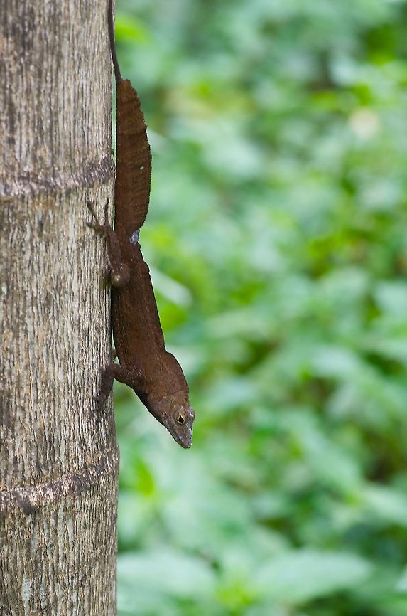 A big male Crested Anole (Anolis cristatellus) living up to his name The subspecies in the US Virgin Islands is Anolis cristatellus wileyae. Anole,Anolis cristatellus,Crested anole,Geotagged,Spring,U.S. Virgin Islands