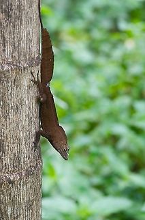 A big male Crested Anole (Anolis cristatellus) living up to his name The subspecies in the US Virgin Islands is Anolis cristatellus wileyae. Anole,Anolis cristatellus,Crested anole,Geotagged,Spring,U.S. Virgin Islands