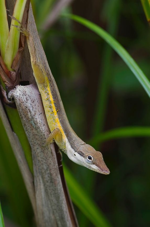 A Puerto Rican Bush Anole (Anolis pulchellus) eyeing you suspiciously While in Puerto Rico with my wife, sister-in-law, and mother-in-law, we visited the world-famous Arecibo Observatory. Naturally I scoured the grounds for lizards to photograph. Anole,Anolis pulchellus,Geotagged,Puerto Rico,Sharp-mouthed lizard,Spring