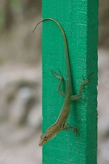 A St. Lucia Anole (Anolis luciae) wishing it were just a little more green Anolis luciae,Geotagged,Spring,St Lucia,St. Lucia anole