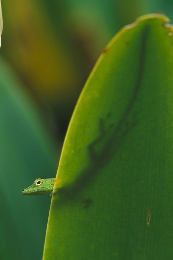 A modest Hispaniolan Green Anole (Anolis chlorocyanus) behind the shower curtain  Anolis chlorocyanus,Dominican Republic,Geotagged,Hispaniolan green anole,Summer