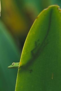 A modest Hispaniolan Green Anole (Anolis chlorocyanus) behind the shower curtain  Anolis chlorocyanus,Dominican Republic,Geotagged,Hispaniolan green anole,Summer