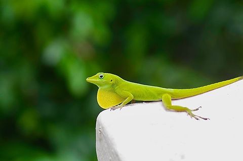 A Puerto Rican Emerald Anole (Anolis evermanni) losing the camouflage game  Anole,Anolis evermanni,Geotagged,Puerto Rican Emerald Anole,Puerto Rico,Spring
