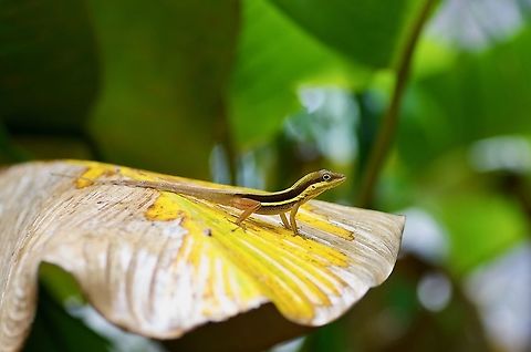 An Olive Bush Anole (Anolis krugi) in Puerto Rico While vacationing with the in-laws, I spotted this fellow in the vegetation while waiting for others to use the restrooms. Animal,Anole,Anolis krugi,Geotagged,Herp,Lizard,Olive Bush Anole,Puerto Rico,Reptile,Spring