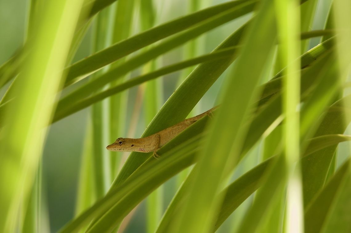 A Clouded Anole (Anolis nebulosus) lurking in an ornamental plant This was the only anole I saw on a trip to Alamos, Sonora. I spotted it in a decorative potted plant just outside my room in the hacienda where we were staying. Anolis nebulosus,Clouded Anole,Geotagged,Mexico,Summer
