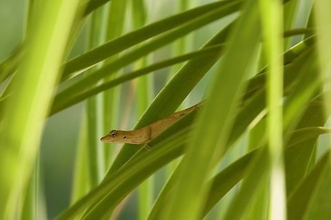 A Clouded Anole (Anolis nebulosus) lurking in an ornamental plant This was the only anole I saw on a trip to Alamos, Sonora. I spotted it in a decorative potted plant just outside my room in the hacienda where we were staying. Anolis nebulosus,Clouded Anole,Geotagged,Mexico,Summer