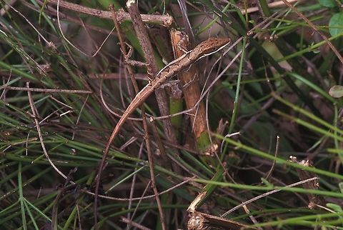 A Hispaniolan Grass Anole (Anolis semilineatus) lurking in the hedge I had already seen several types of anoles at our rental house in Casa de Campo when I realized that the yard was surrounded by a grassy hedge in which I had not yet seen any anoles. This could not be allowed to stand, so I took a good look and found this one. Anolis semilineatus,Dominican Republic,Geotagged,Hispaniolan Grass Anole,Summer
