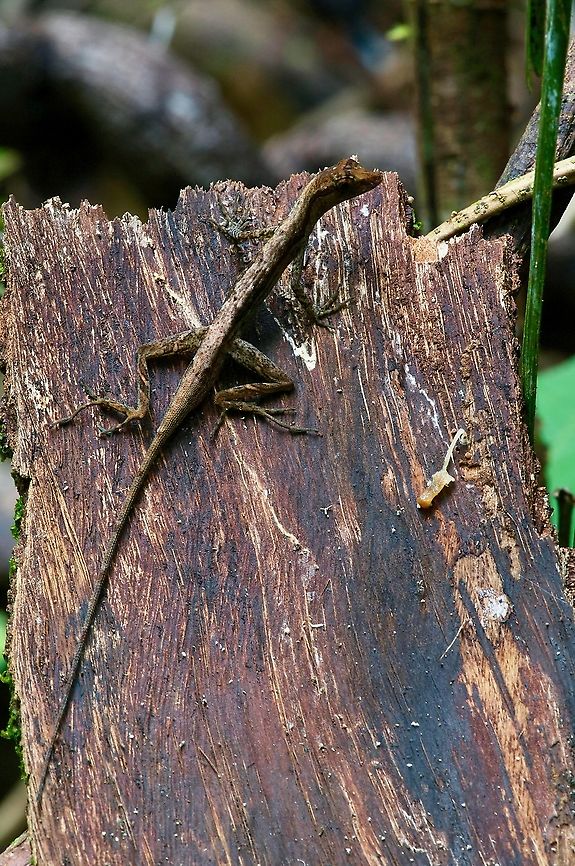 A Common Forest Anole (Anolis trachyderma) on a hunk of bark These anoles are pretty common in the Amazonian rainforest near Iquitos, but I've only seen a few during the day because they spend most of their time in the shade and aren't easily startled. Anole,Anolis trachyderma,Common Forest Anole,Geotagged,Peru,Summer,on iNaturalist,on ribbit,on wildherps
