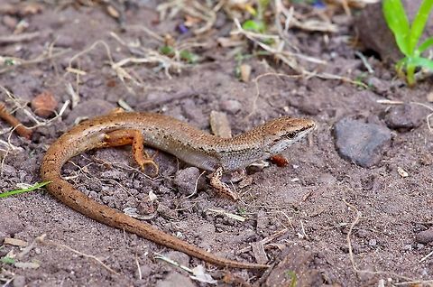 Pale-lipped Shadeskink