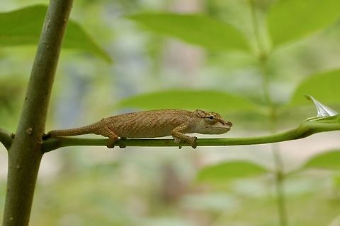 A cute li'l Calumma emelinae, a newly-described species of Madagascar chameleon At the time I took this photo, this chameleon would have been considered Calumma nasutum. Calumma emelinae,Fall,Geotagged,Madagascar
