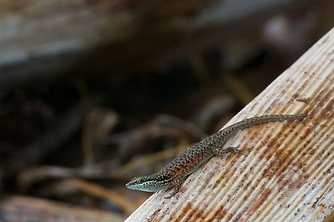 A Red-sided Rainbow Skink (Carlia rufilatus) showing off its colors At least I think this is Carlia rufilatus. At least one person thinks it is instead Carlia munda, which is similar looking and has an overlapping range. Australia just has too darn many little skinks. Australia,Carlia rufilatus,Geotagged,Spring