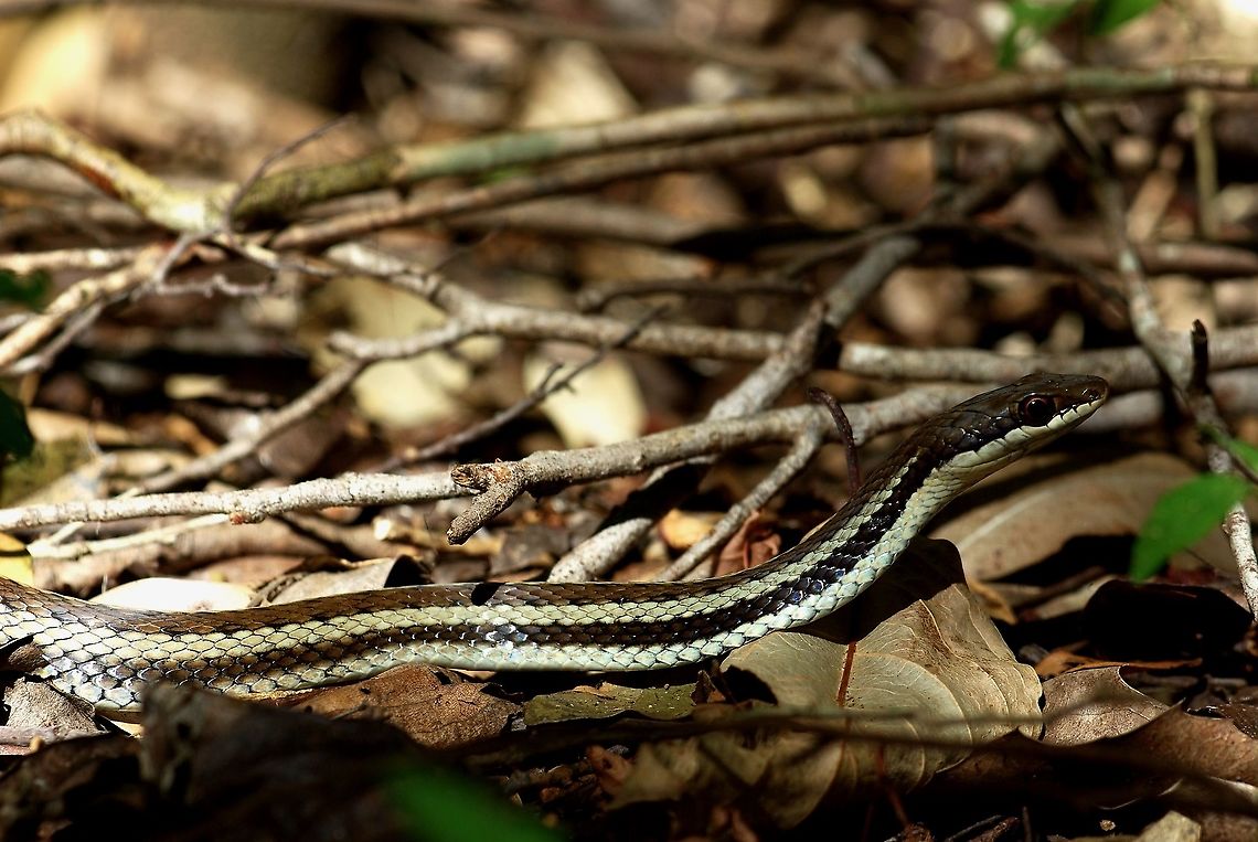 A Bernier's Striped Snake (Dromicodryas bernieri) in dry forest leaf litter We saw two or three of these big-eyed diurnal hunters at Anjajavy. They were extremely fast. I only got a picture of this one, which I noticed and photographed before it shot off. Bernier's Striped Snake,Dromicodryas bernieri,Fall,Geotagged,Madagascar
