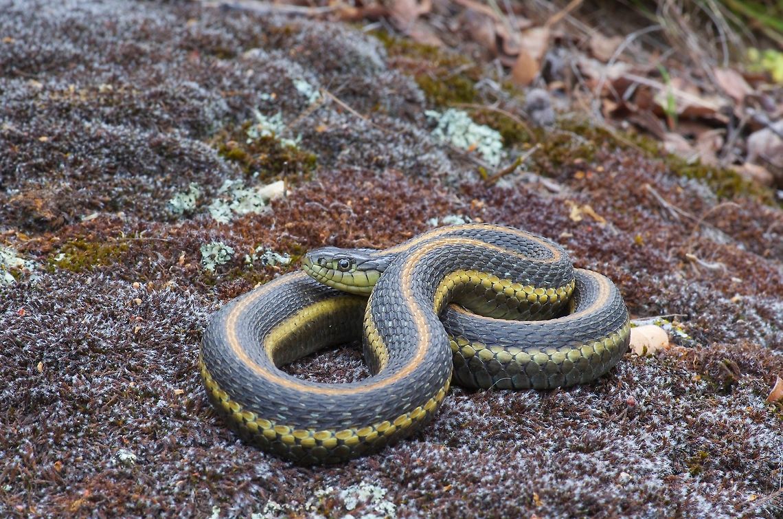 An Aquatic Garter Snake (Thamnophis atratus) uncharacteristically far from water This particular snake is in the subspecies Diablo Range Gartersnake (Thamnophis atratus zaxanthus). Aquatic garter snake,Colubrid,Geotagged,Spring,Thamnophis atratus,United States,on iNaturalist,on wildherps