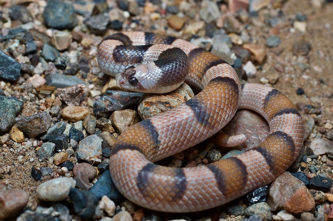 A Saddled Leaf-nosed Snake (Phyllorhynchus browni) in a defensive crouch This snake was found crossing the road. We moved it to the desert floor on the side of the road so it wouldn't get squished. Geotagged,Mexico,Phyllorhynchus browni,Saddled Leaf-nosed Snake,Summer