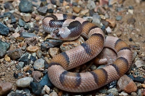 Saddled Leaf-nosed Snake