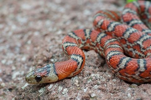 Close-up of a Knobloch's Mountain Kingsnake (Lampropeltis knoblochi) I found this gorgeous little fellow under a small log. Geotagged,Lampropeltis knoblochi,Mexico,Summer,lampropeltis knoblochi