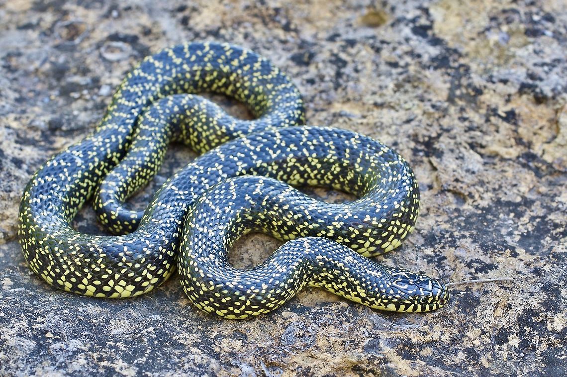 Oh-so-speckled Speckled Kingsnake (Lampropeltis holbrooki)  Geotagged,Lampropeltis holbrooki,Spring,United States