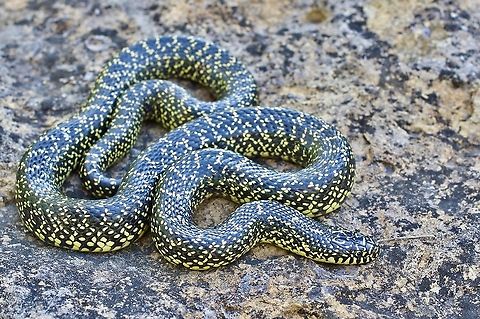 Speckled Kingsnake
