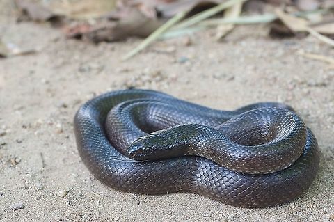 A coiled Mexican Black Kingsnake (Lampropeltis nigrita) This taxon has bounced around between being considered a subspecies of L. getula, a full species, and a synonym of L. californiae.  Geotagged,Lampropeltis nigrita,Mexican Black Kingsnake,Mexico,Summer
