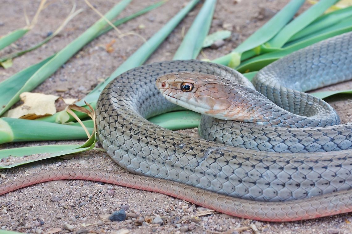 Close-up of a Neotropical Whipsnake (Masticophis mentovarius striolatus) This species (among others) keeps bouncing back and forth between the genus Coluber and the genus Masticophis. Hopefully it has settled down now. Geotagged,Masticophis mentovarius,Mexico,Neotropical Whipsnake,Summer