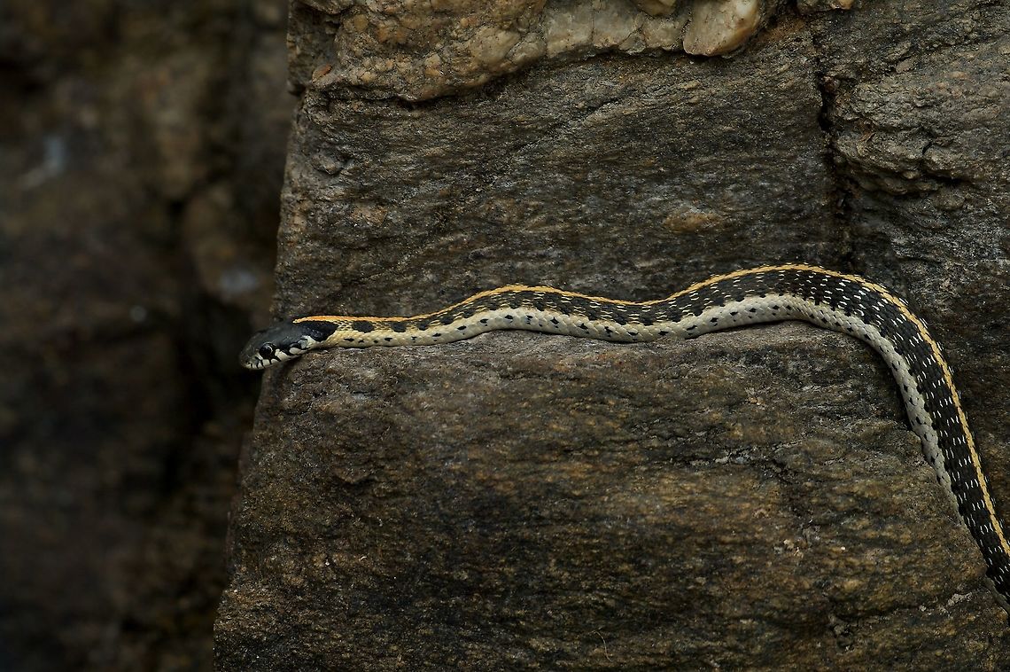 A Black-necked Garter Snake (Thamnophis cyrtopsis) ambushing frogs Before taking this photo, I had watched this snake catch and eat a Canyon Treefrog (Hyla arenicolor). You can see the bulge just above where the body turns down in this photo. When it assumed this position, it had its eyes on more nearby frogs. A moment or two later it lunged for another one, but missed, and retreated with a sheepish look. Blackneck garter snake,Geotagged,Summer,Thamnophis cyrtopsis,United States