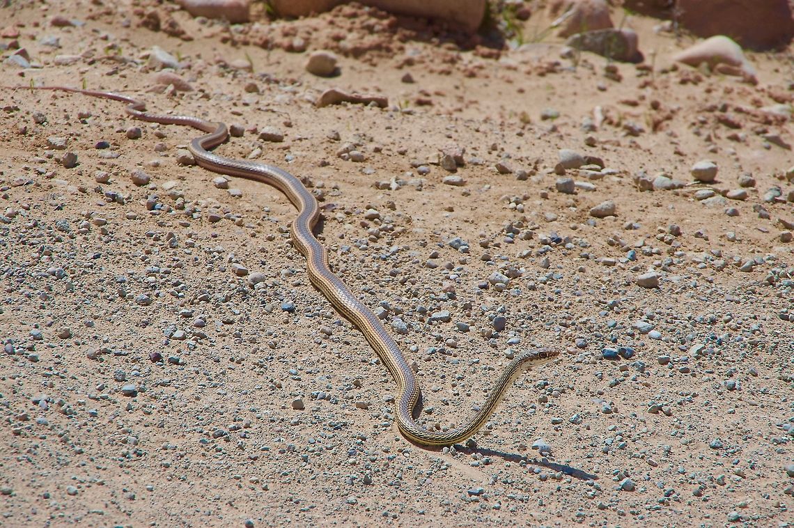 A Desert Striped Whipsnake (Masticophis taeniatus taeniatus) having a look around My wife was driving up a gravel road and I spotted this snake just as we drove past. I asked her to stop and back up, which she graciously did, and I took the photo leaning out the window. These snakes are active hunters with great vision, and are extremely fast. Geotagged,Masticophis taeniatus,Spring,Striped whipsnake,United States