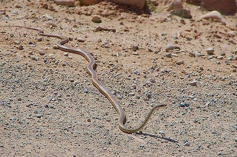 A Desert Striped Whipsnake (Masticophis taeniatus taeniatus) having a look around My wife was driving up a gravel road and I spotted this snake just as we drove past. I asked her to stop and back up, which she graciously did, and I took the photo leaning out the window. These snakes are active hunters with great vision, and are extremely fast. Geotagged,Masticophis taeniatus,Spring,Striped whipsnake,United States