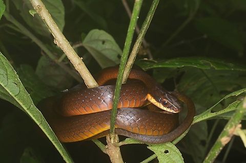 A Common Forest Racer (Drymoluber dichrous) resting in vegetation after a no-doubt busy day Like many ground-dwelling Amazonian reptiles, these snakes climb up into vegetation to rest, perhaps as an evolutionary adaptation to avoid being caught up in floods. Colubrid,Common Forest Racer,Drymoluber dichrous,Geotagged,Peru,Summer,on alamy,on iNaturalist,on ribbit,on wildherps