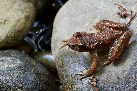 Adult male Coastal Tailed Frog (Ascaphus truei) at streamside I had only seen this species once before, many years ago, in this same location. I was looking hard for them around the edges of a stream and found two small individuals. While photographing those, this large adult male came hopping by. These frogs have the most ancient lineage of all frogs, with the possible exception of certain New Zealand species. Ascaphus truei,Coastal Tailed Frog,Geotagged,Summer,United States