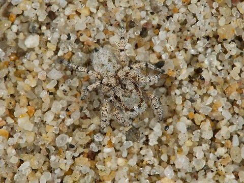 A jumping spider (Habronattus amicus) hiding in the sand These jumping spiders are typically (always?) found in sand, where they blend in remarkably well. Fall,Geotagged,Habronattus amicus,United States